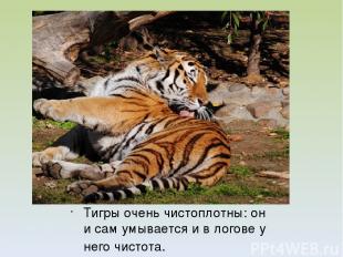Тигры очень чистоплотны: он и сам умывается и в логове у него чистота.