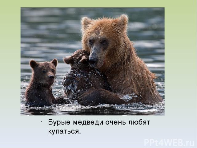 Бурые медведи очень любят купаться.