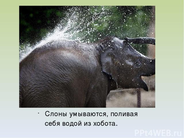 Слоны умываются, поливая себя водой из хобота.