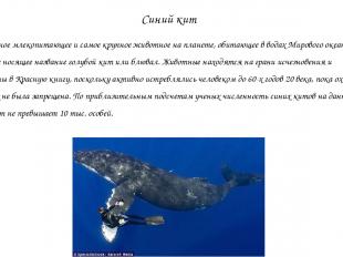 Синий кит Огромное млекопитающее и самое крупное животное на планете, обитающее
