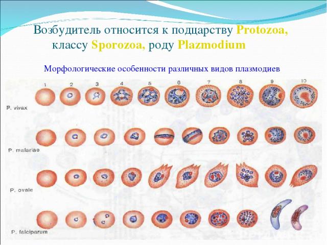 Возбудитель относится к подцарству Protozoa, классу Sporozoa, роду Plazmodium Морфологические особенности различных видов плазмодиев