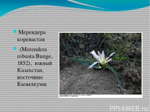 Мерендера коренастая  (Merendera robusta Bunge, 1852), южный Казахстан, восточны