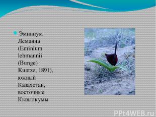 Эминиум Леманна (Eminium lehmannii (Bunge) Kuntze, 1891), южный Казахстан, восто