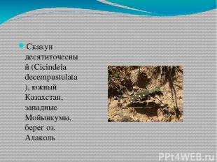 Скакун десятиточесный (Cicindela decempustulatа), южный Казахстан, западные Мойы