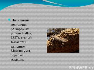 Пискливый геккончик (Alsophylax pipiens Pallas, 1827), южный Казахстан, западные