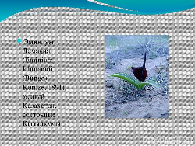 Эминиум Леманна (Eminium lehmannii (Bunge) Kuntze, 1891), южный Казахстан, восточные Кызылкумы