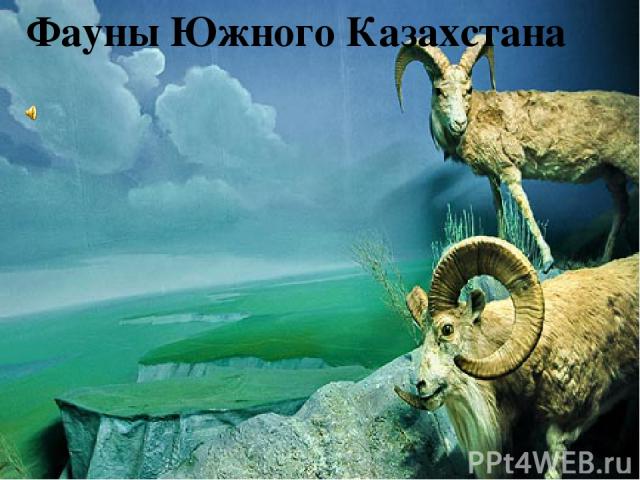 Фауны Южного Казахстана