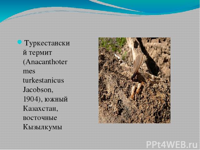 Туркестанский термит (Anacanthotermes turkestanicus Jacobson, 1904), южный Казахстан, восточные Кызылкумы