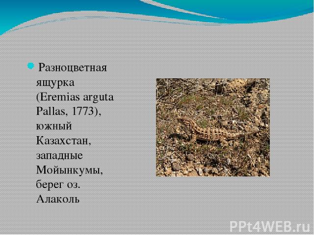 Разноцветная ящурка (Eremias arguta Pallas, 1773), южный Казахстан, западные Мойынкумы, берег оз. Алаколь