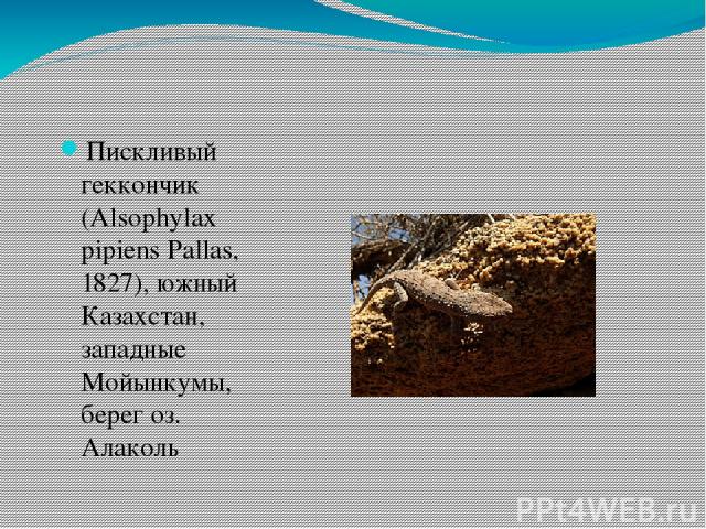 Пискливый геккончик (Alsophylax pipiens Pallas, 1827), южный Казахстан, западные Мойынкумы, берег оз. Алаколь