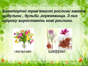 тюльпан шафран Багаторічні трав'янисті рослини мають цибулини , бульби ,кореневи
