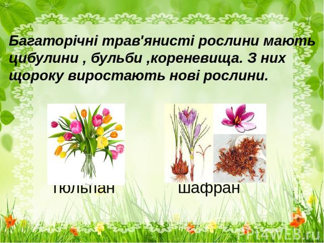 тюльпан шафран Багаторічні трав'янисті рослини мають цибулини , бульби ,кореневища. З них щороку виростають нові рослини.