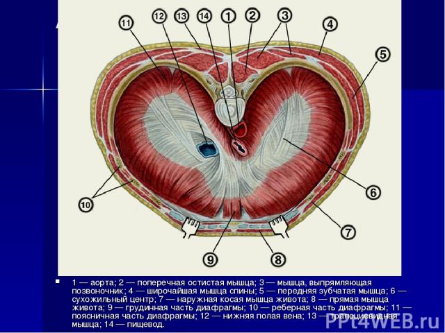 Анатомия диафрагмы 1 — аорта; 2 — поперечная остистая мышца; 3 — мышца, выпрямляющая позвоночник; 4 — широчайшая мышца спины; 5 — передняя зубчатая мышца; 6 — сухожильный центр; 7 — наружная косая мышца живота; 8 — прямая мышца живота; 9 — грудинная…