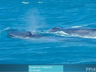 Синий кит у берегов Исландии