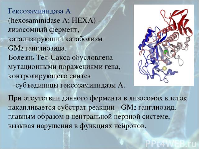 Гексозаминидаза А (hexosaminidase A; HEXA) - лизосомный фермент, катализирующий катаболизм GM2 ганглиозида. Болезнь Тея-Сакса обусловлена мутационными поражениями гена, контролирующего синтез α-субъединицы гексозаминидазы А. При отсутствии данного ф…