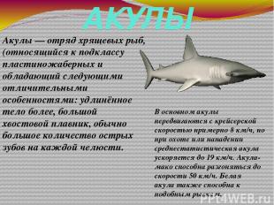 АКУЛЫ Акулы — отряд хрящевых рыб, (относящийся к подклассу пластиножаберных и об