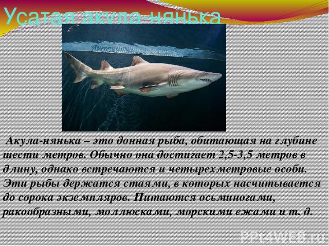 Усатая акула-нянька Акула-нянька – это донная рыба, обитающая на глубине шести метров. Обычно она достигает 2,5-3,5 метров в длину, однако встречаются и четырехметровые особи. Эти рыбы держатся стаями, в которых насчитывается до сорока экземпляров. …