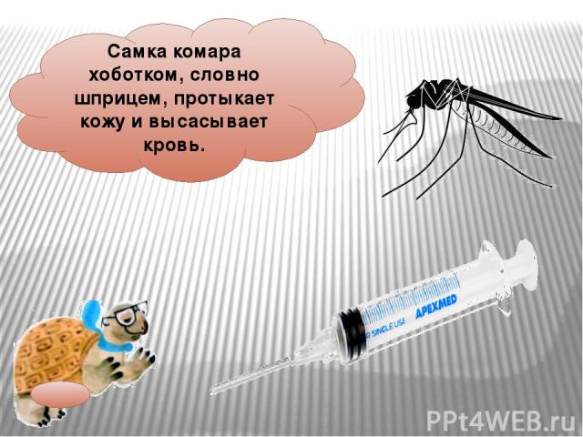 Самка комара хоботком, словно шприцем, протыкает кожу и высасывает кровь.