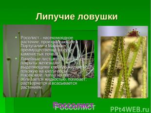 Липучие ловушки Росолист - насекомоядное растение, произрастающее в Португалии и