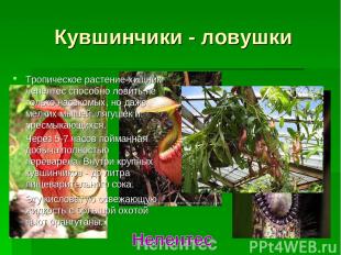 Кувшинчики - ловушки Тропическое растение-хищник непентес способно ловить не тол