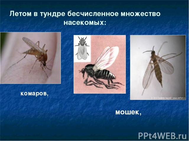 Летом в тундре бесчисленное множество насекомых: комаров, мошек,