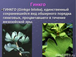 Гинкго ГИНКГО (Ginkgo biloba), единственный сохранившийся вид обширного порядка