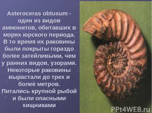 Asteroceras obtusum - один из видов аммонитов, обитавших в морях юрского периода