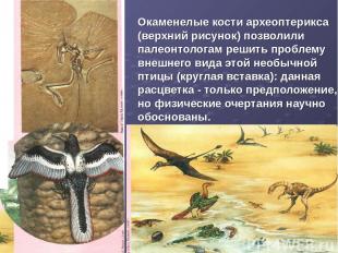 Окаменелые кости археоптерикса (верхний рисунок) позволили палеонтологам решить