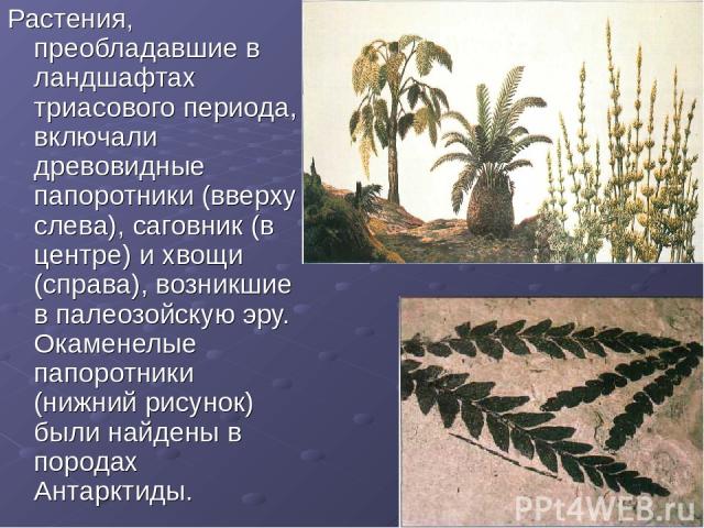Растения, преобладавшие в ландшафтах триасового периода, включали древовидные папоротники (вверху слева), саговник (в центре) и хвощи (справа), возникшие в палеозойскую эру. Окаменелые папоротники (нижний рисунок) были найдены в породах Антарктиды.