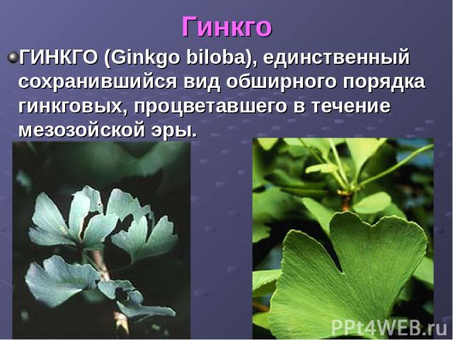 Гинкго ГИНКГО (Ginkgo biloba), единственный сохранившийся вид обширного порядка гинкговых, процветавшего в течение мезозойской эры.