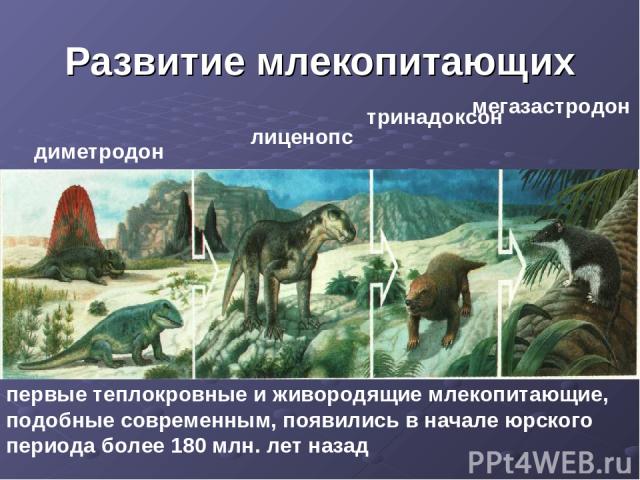 Развитие млекопитающих диметродон лиценопс тринадоксон мегазастродон первые теплокровные и живородящие млекопитающие, подобные современным, появились в начале юрского периода более 180 млн. лет назад