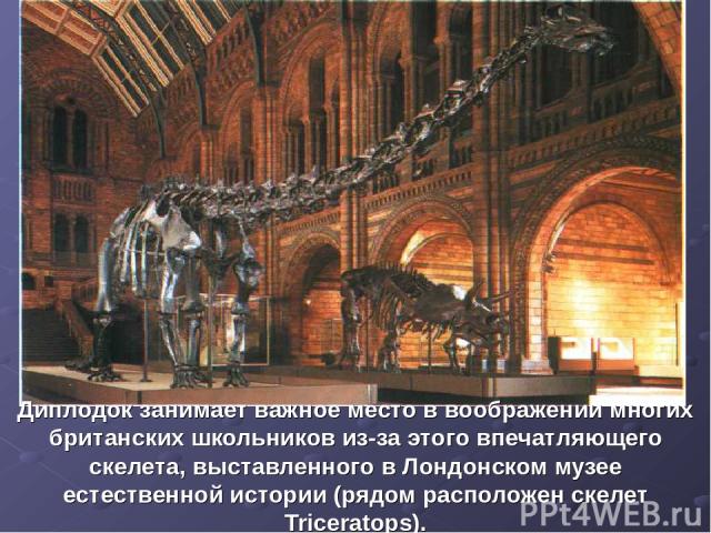 Диплодок занимает важное место в воображении многих британских школьников из-за этого впечатляющего скелета, выставленного в Лондонском музее естественной истории (рядом расположен скелет Triceratops).