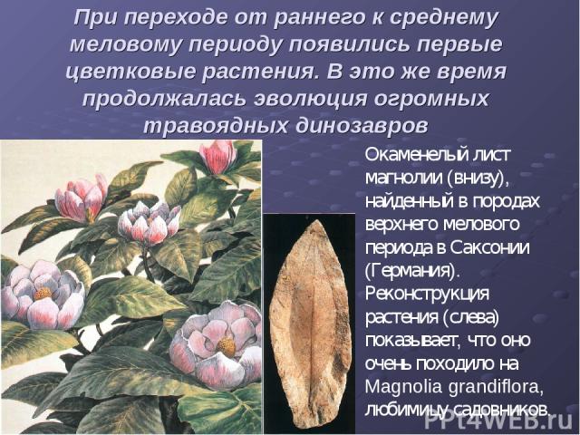 При переходе от раннего к среднему меловому периоду появились первые цветковые растения. В это же время продолжалась эволюция огромных травоядных динозавров Окаменелый лист магнолии (внизу), найденный в породах верхнего мелового периода в Саксонии (…