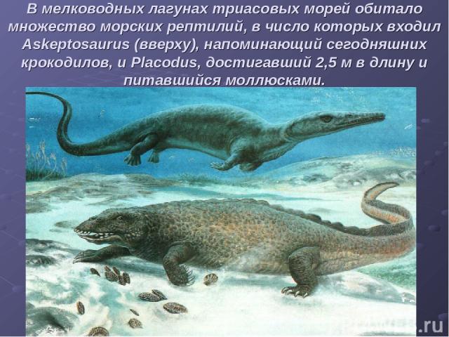 В мелководных лагунах триасовых морей обитало множество морских рептилий, в число которых входил Askeptosaurus (вверху), напоминающий сегодняшних крокодилов, и Placodus, достигавший 2,5 м в длину и питавшийся моллюсками.