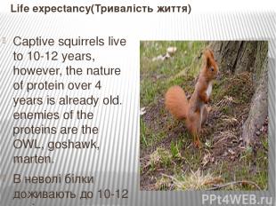 Life expectancy(Тривалість життя) Captive squirrels live to 10-12 years, however