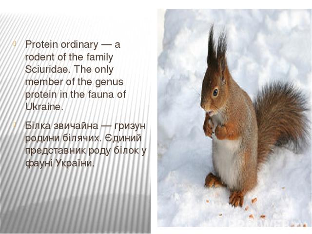 Protein ordinary — a rodent of the family Sciuridae. The only member of the genus protein in the fauna of Ukraine. Білка звичайна — гризун родини білячих. Єдиний представник роду білок у фауні України.