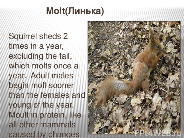 Molt(Линька) Squirrel sheds 2 times in a year, excluding the tail, which molts once a year. Adult males begin molt sooner than the females and young of the year. Moult in protein, like all other mammals caused by changes in the length of daylight ho…