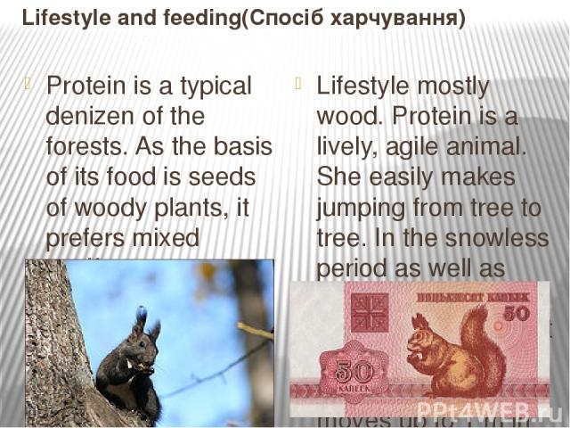 Lifestyle and feeding(Спосіб харчування) Protein is a typical denizen of the forests. As the basis of its food is seeds of woody plants, it prefers mixed coniferous-deciduous forests that provide the best forage conditions. Love the mature plantings…