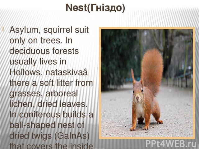 Nest(Гніздо) Asylum, squirrel suit only on trees. In deciduous forests usually lives in Hollows, nataskivaâ there a soft litter from grasses, arboreal lichen, dried leaves. In coniferous builds a ball-shaped nest of dried twigs (GaInAs) that covers …