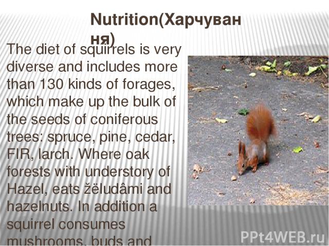 Nutrition(Харчування) The diet of squirrels is very diverse and includes more than 130 kinds of forages, which make up the bulk of the seeds of coniferous trees: spruce, pine, cedar, FIR, larch. Where oak forests with understory of Hazel, eats žëlud…