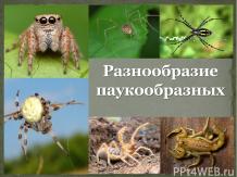 Разнообразие паукообразных
