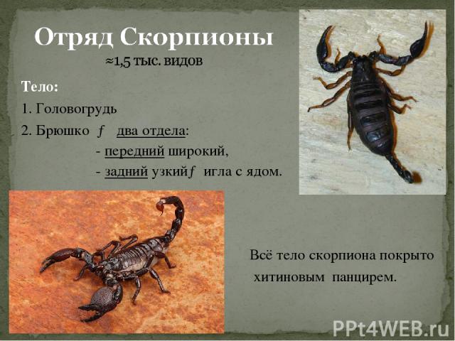 Какой тип развития характерен для скорпиона. Внешнее строение скорпиона. Отряд Скорпионы представители. Скорпион строение тела. Скорпионы паукообразные строение.