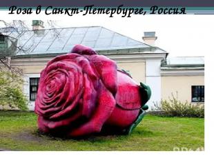 Роза в Санкт-Петербурге, Россия