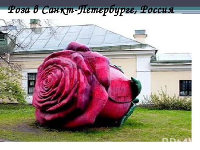Роза в Санкт-Петербурге, Россия