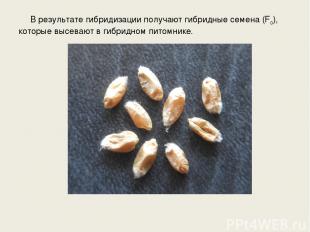 В результате гибридизации получают гибридные семена (F0), которые высевают в гиб