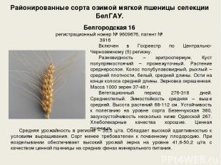 Районированные сорта озимой мягкой пшеницы селекции БелГАУ. Включен в Госреестр