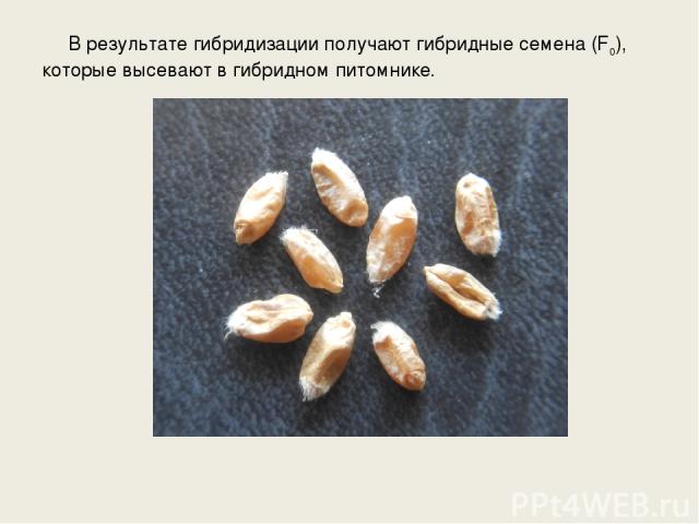В результате гибридизации получают гибридные семена (F0), которые высевают в гибридном питомнике.