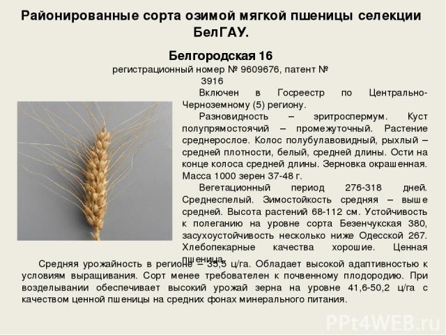 Районированные сорта озимой мягкой пшеницы селекции БелГАУ. Включен в Госреестр по Центрально-Черноземному (5) региону. Разновидность – эритроспермум. Куст полупрямостоячий – промежуточный. Растение среднерослое. Колос полубулавовидный, рыхлый – сре…