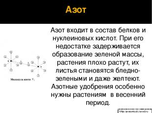 Азот Азот входит в состав белков и нуклеиновых кислот. При его недостатке задерж