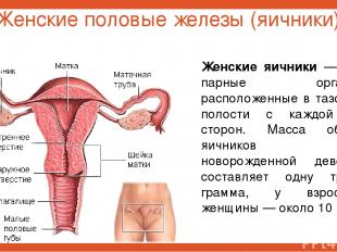 Женские половые железы (яичники) Женские яичники — это парные органы, расположен